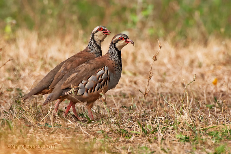 Pernice rossa(Alectoris rufa)